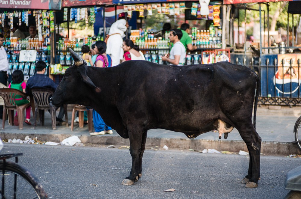 Cow In The Middle Of Street In India