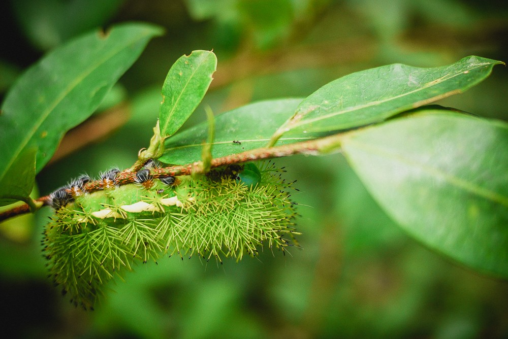Bright Insect In Manu Rainforest