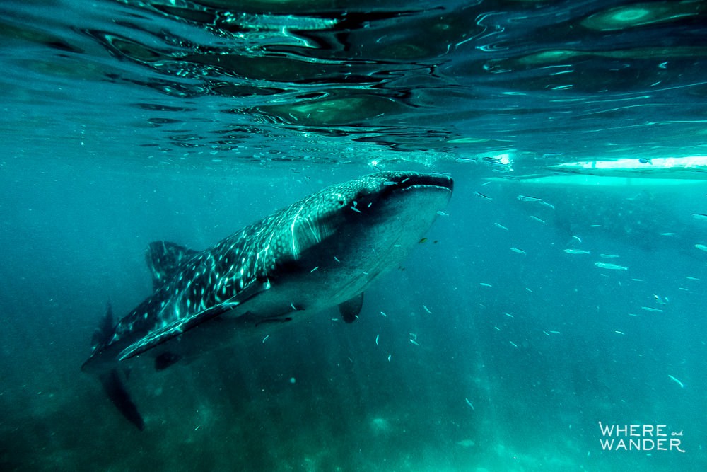 Swimming-With-Whale-Sharks-Wild