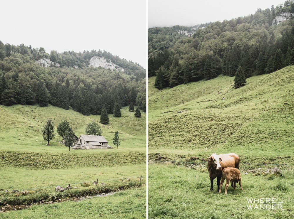 Cows and Rolling Hill In Switzerland