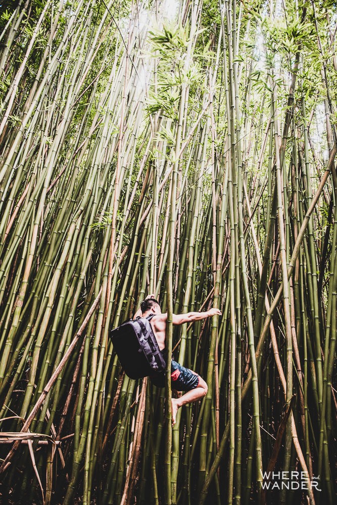Climbing In The Bamboo Forest 