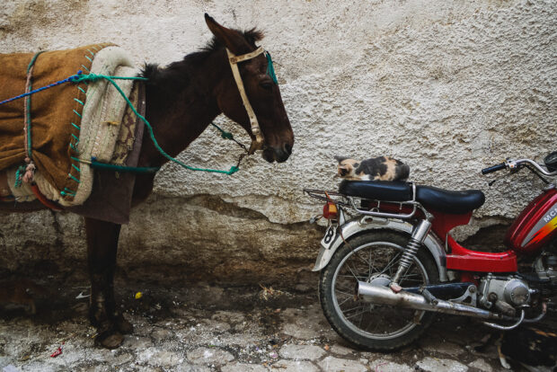 Horse and Cat In Fes Old Souk