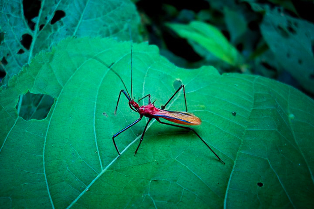 Giant Insect In Manu Amazon Rainforest