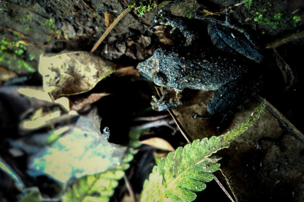 Frog Blending Into Environment in Manu Amazon Rainforest