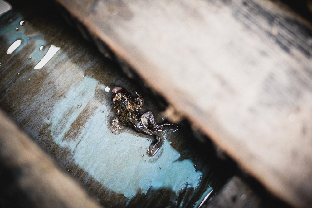 Dead Frog In Boot in Manu Rainforest