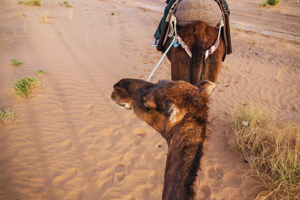 Camel Ride Through Merzouga Desert Sand Dunes