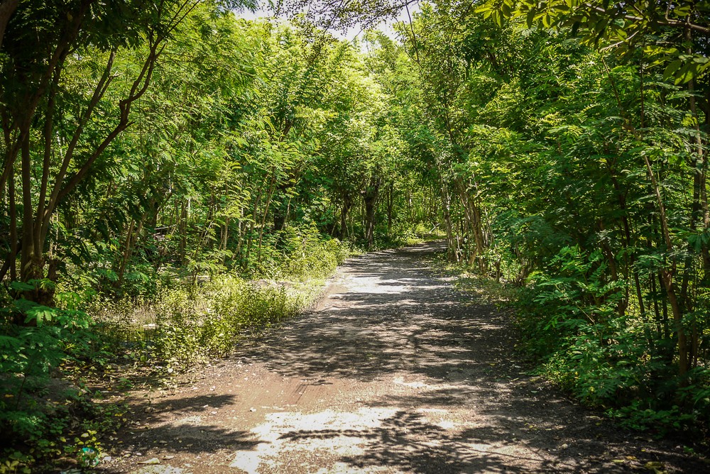 Nusa Lembongan Mangrove Forest