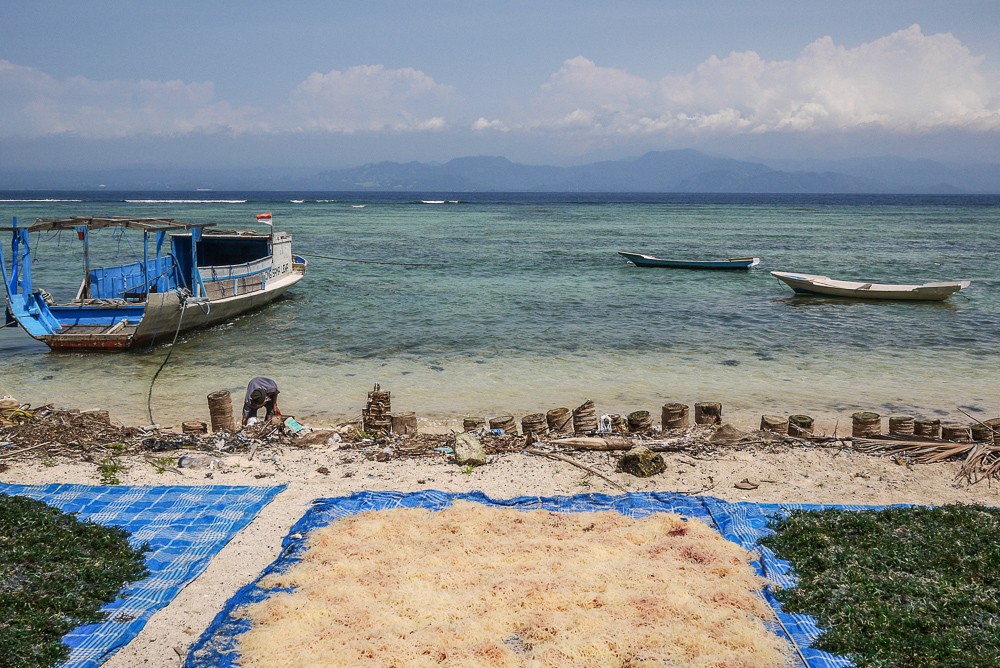 Seaweed Farmers Drying Seaweeds On Nusa Lembongan