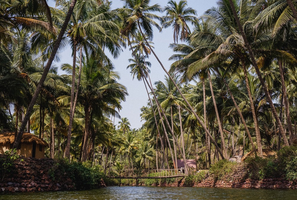 Cola Beach Palm Trees South Goa