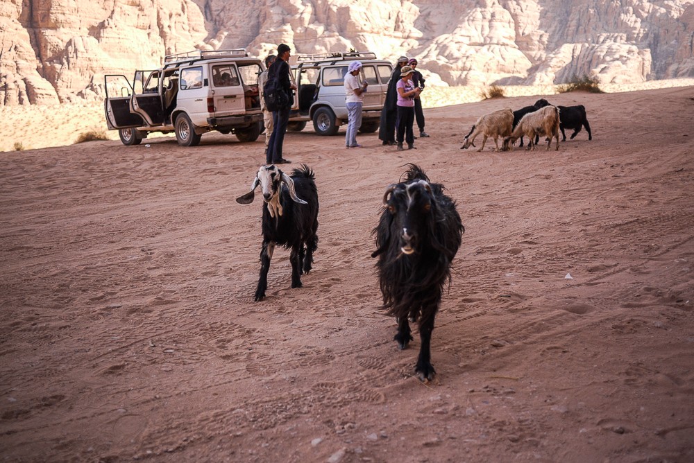 Goats Stealing Food In Wadi Rum
