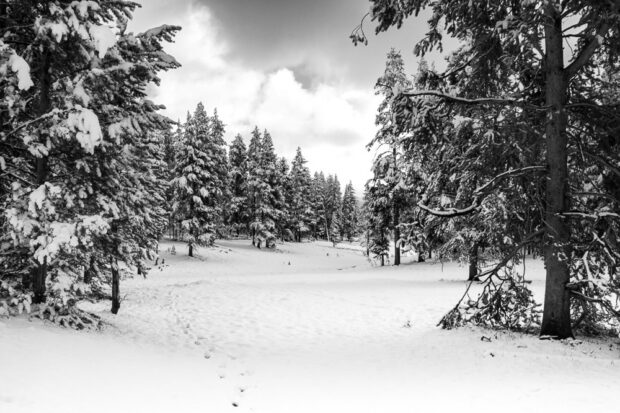 Snow in June at Yellowstone National Park