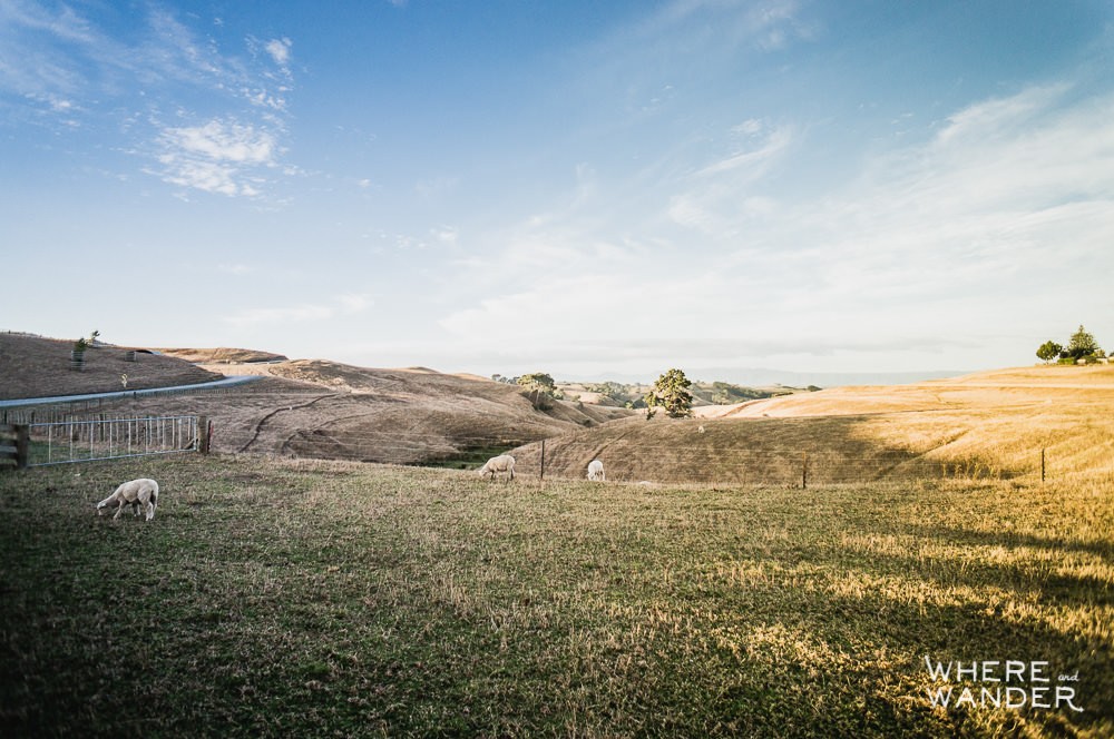 Hobbiton Entrance Near Shires Rest Cafe