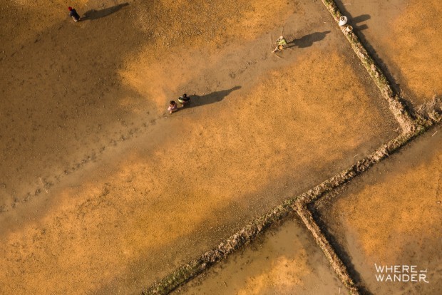 Aerial view of rice farmers in Myanmar