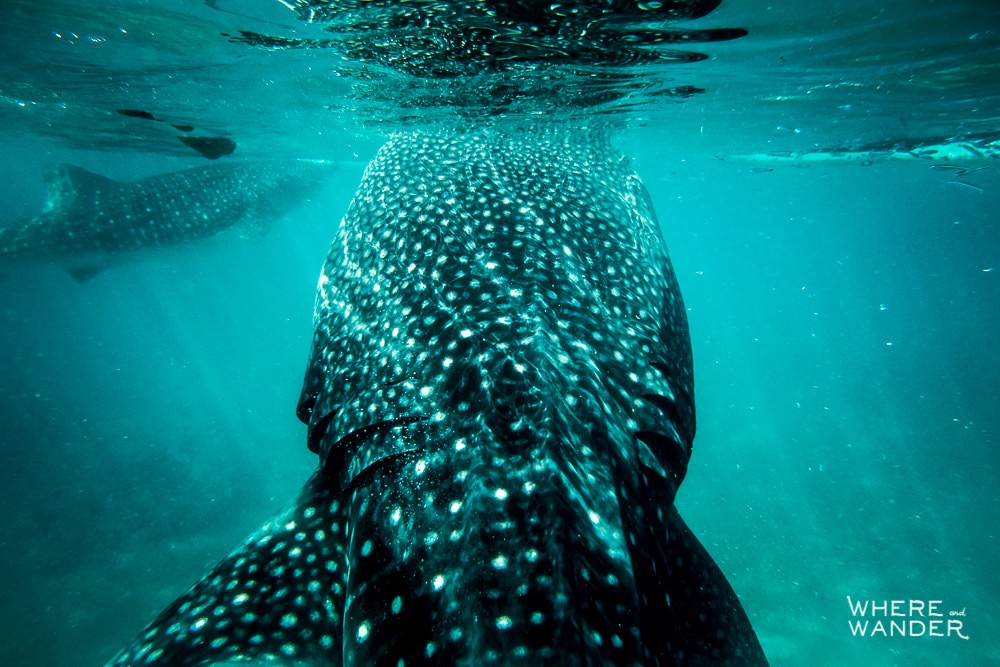 Back-Of-Whale-Shark-Up-Close-Underwater-Photography