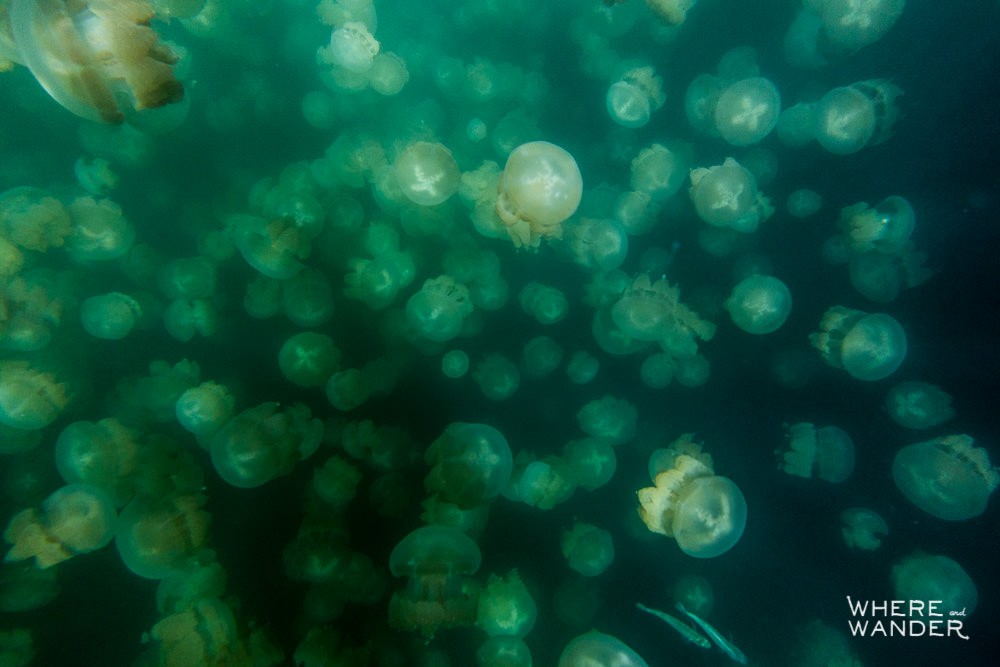 Jellyfish Swarm In Palau