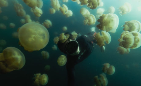 Freediver surrounded by jellyfish in Palau
