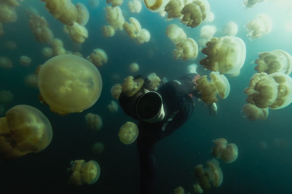 Freediver surrounded by jellyfish in Palau