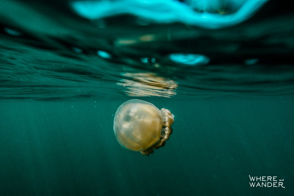 Harmless Jellyfish In Palau