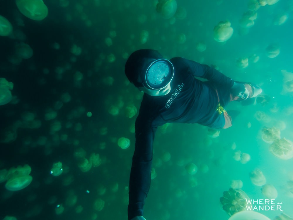 Ultimate Bucket List: Swimming With Jellyfish In Palau