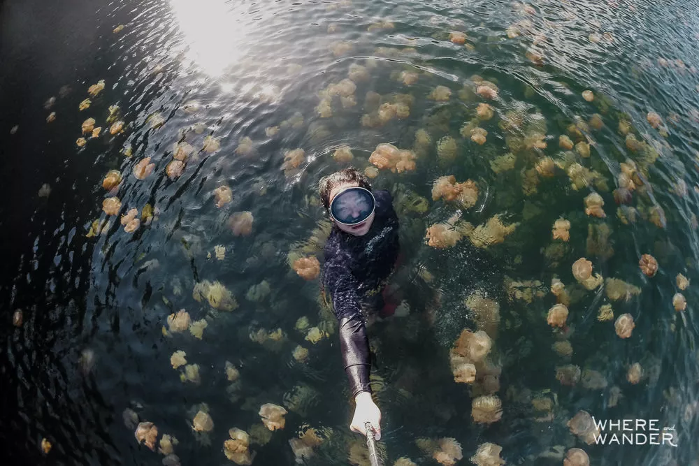 Where To Swim With Jellyfish In Palau