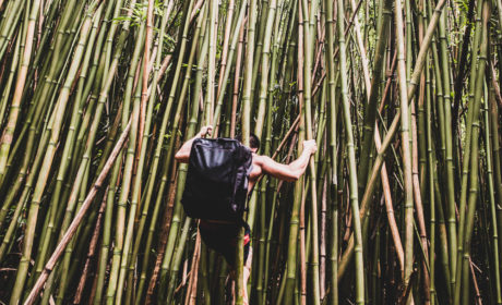 Climber In Bamboo Forest, Road To Hana
