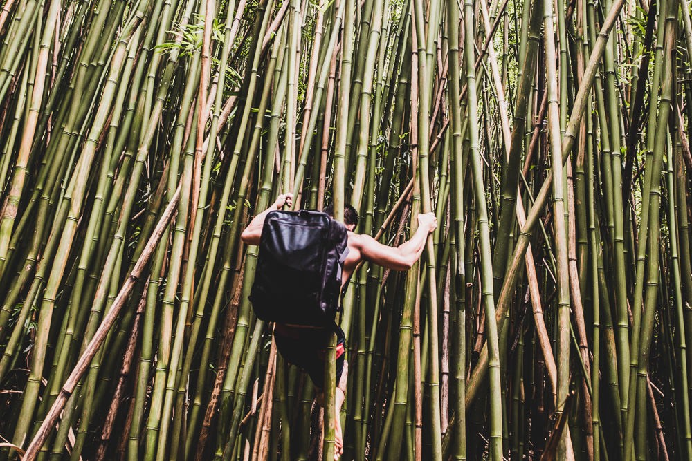 Climber In Bamboo Forest, Road To Hana