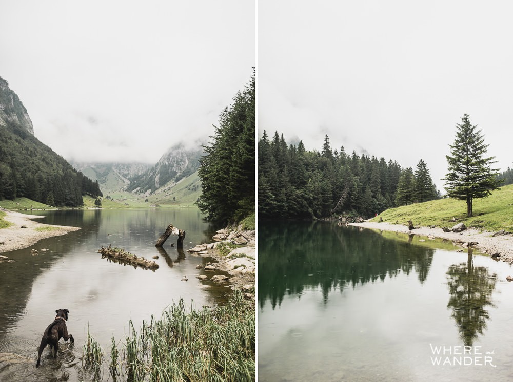 Dog Exploring Lake At Seealpsee