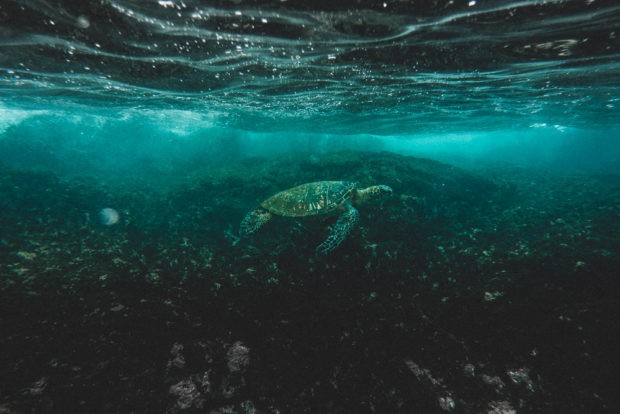 Turtle Underwater At Two Steps