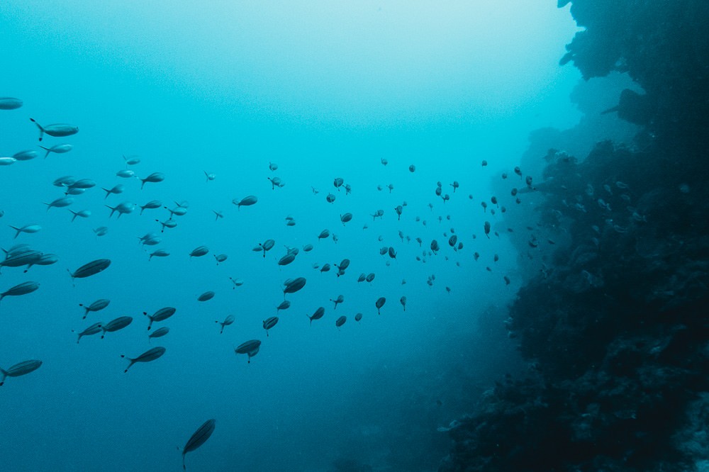 school of fish in outer great barrier reef