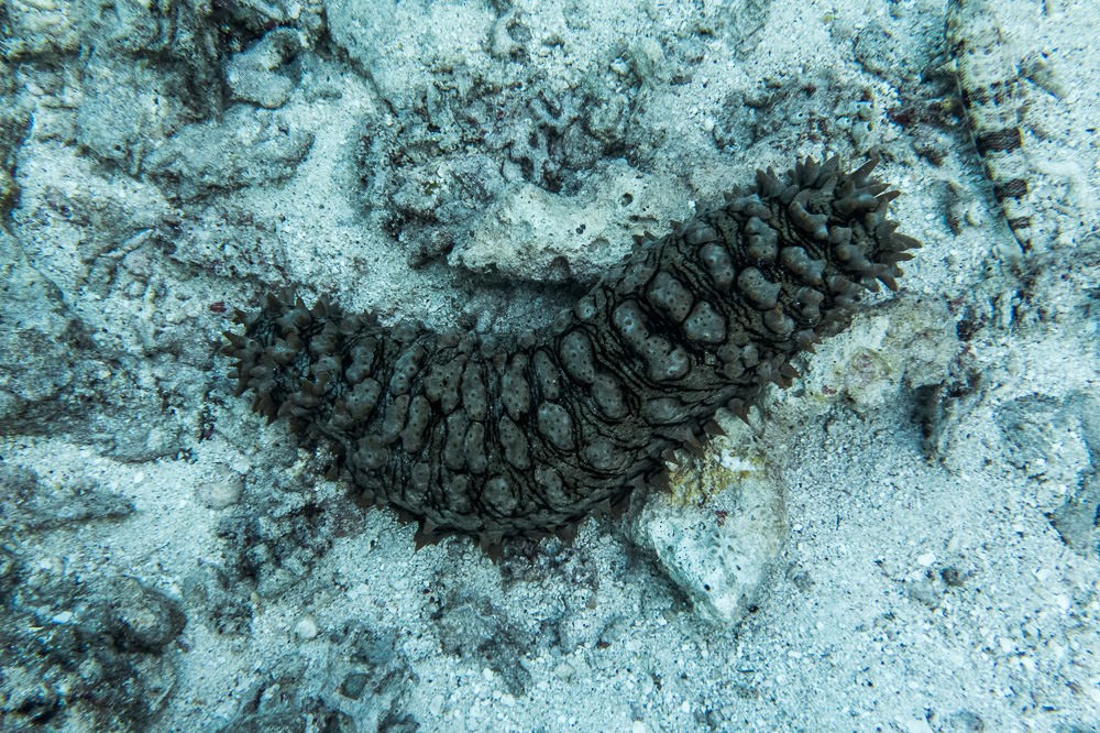 sea cucumber great barrier reef