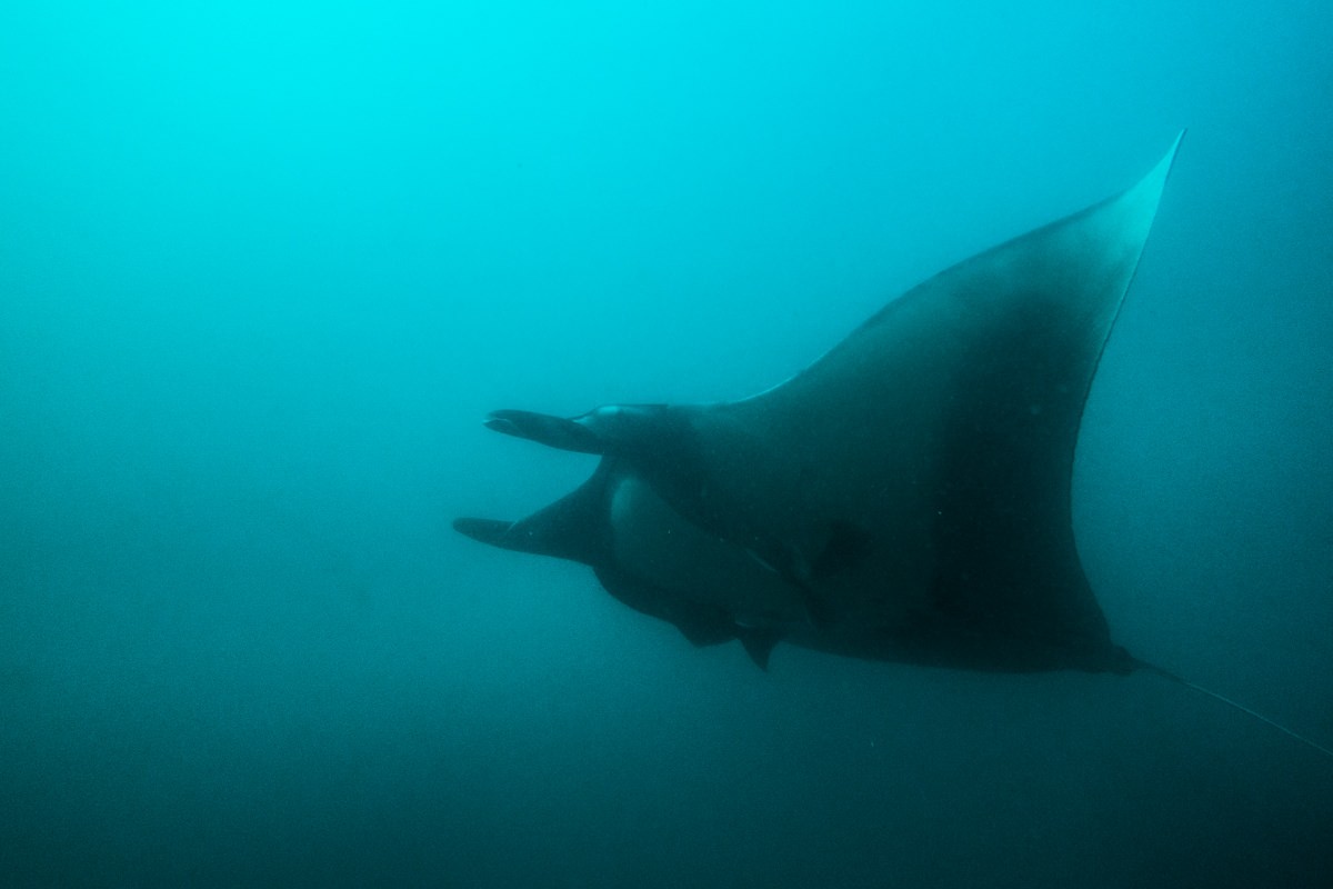 Manta ray diving in Puerto Vallarta Marieta Islands