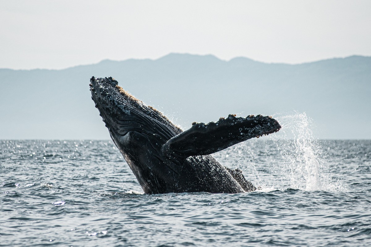Whale migration breeching near Marietas Islands, Puerto Vallarta