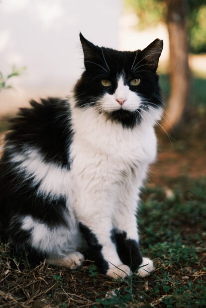 Cat taken on Fujifilm XT4 with 35mm f/1.4