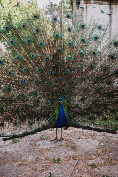 Peacock at Palacio de Cristal