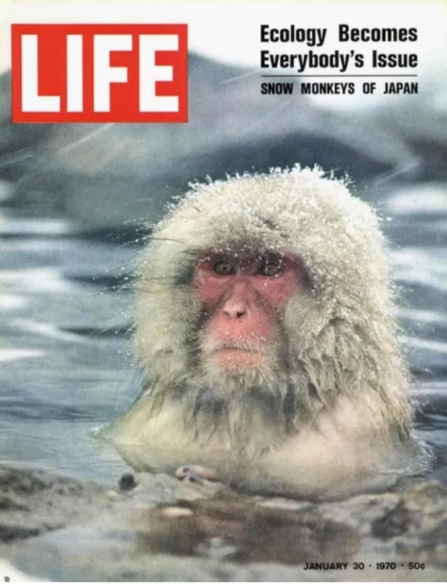 Jigokudani Monkey Park Life Magazine January 30 1970 cover