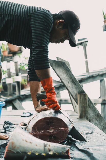 Man cutting into a freshly caught tuna