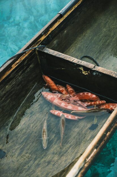 Fish in a sea gypsy boat Mabul Island