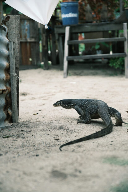 Giant monitor lizard on Mabul Island