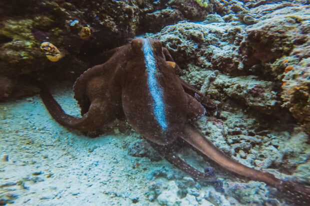 Octopus changing color Mabul Island