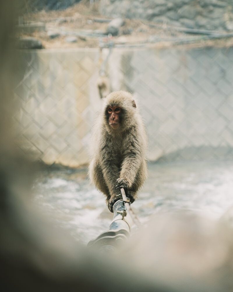 Jigokudani Monkey Park monkey with human expression on wire