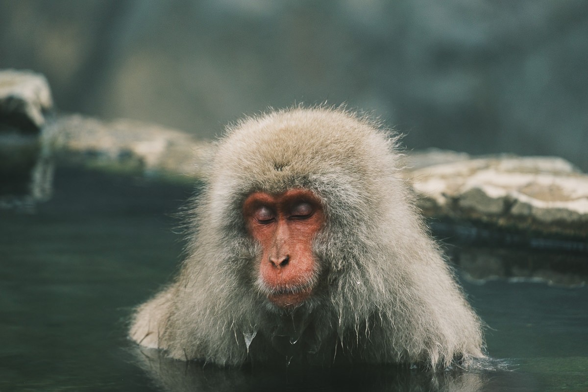 Jigokudani Monkey Park monkey with human expression with eyes closed