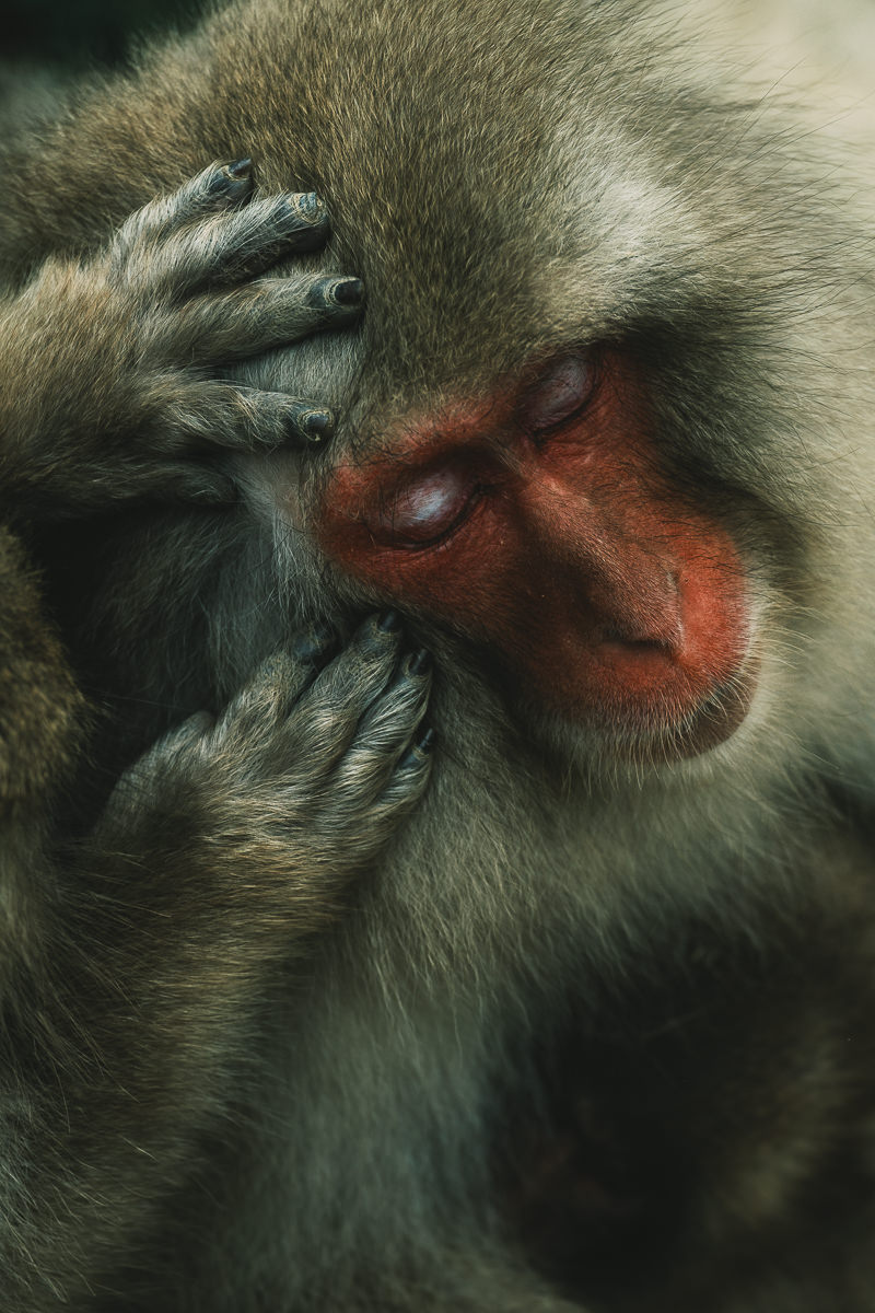 Jigokudani Monkey Park monkey grooming