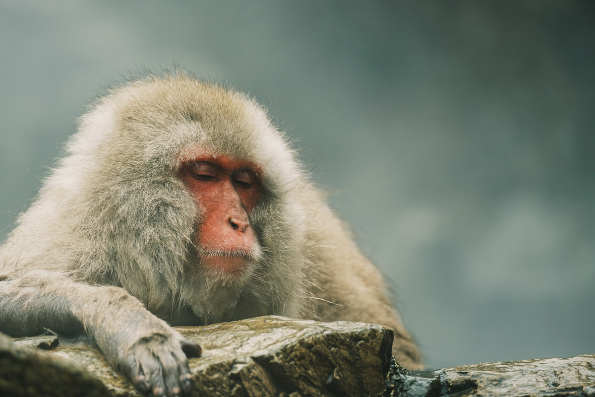 Jigokudani Monkey Park monkey with human expression