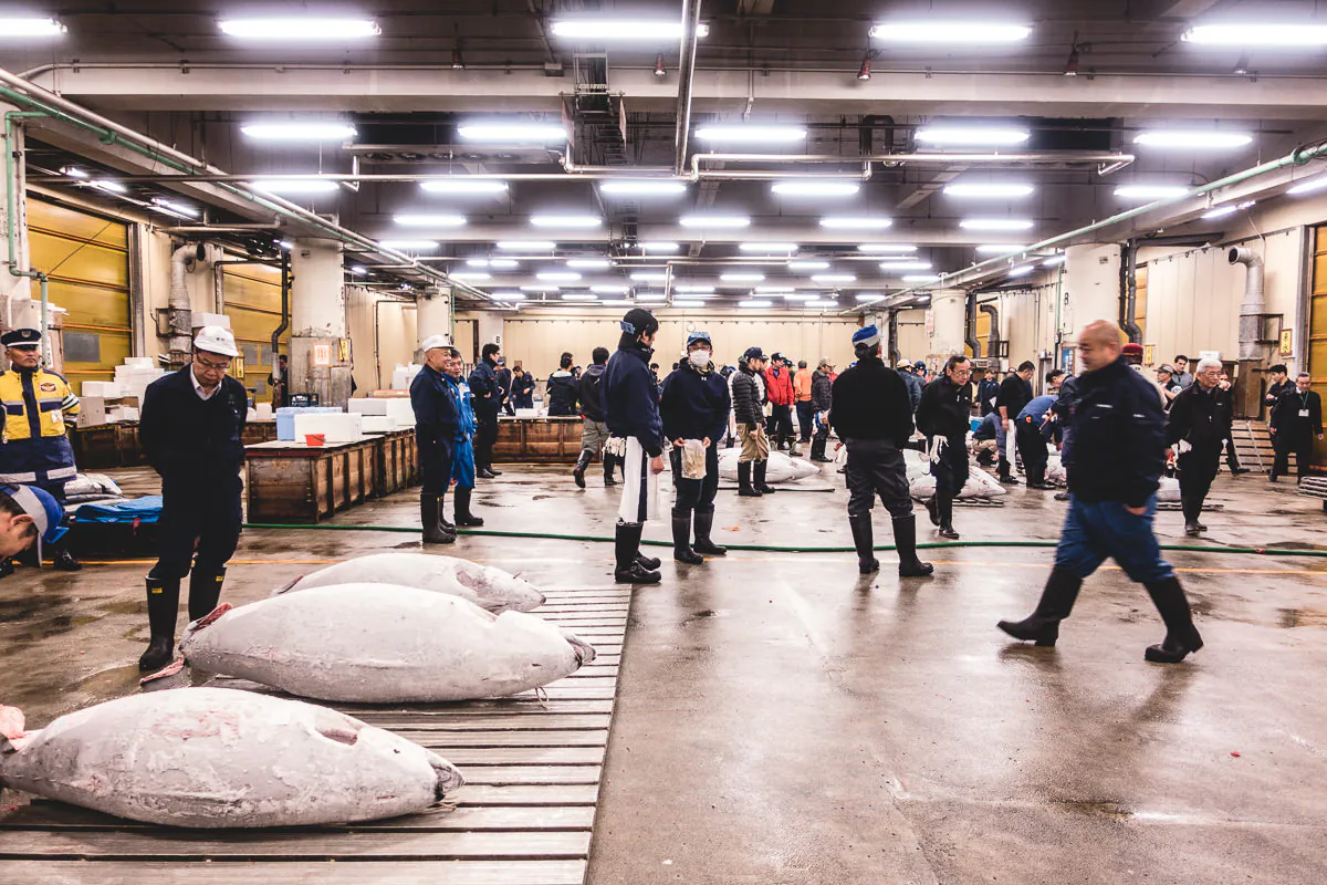 Buyer checking quality of bluefin tuna at Tsukiji auction