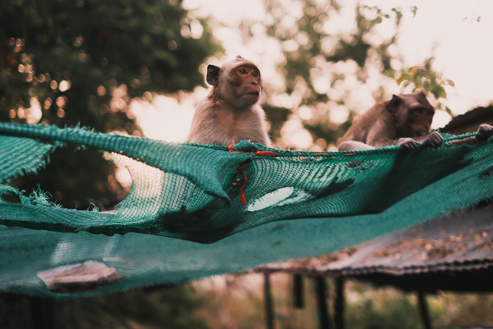 Monkey sitting on a net in Angkor Wat