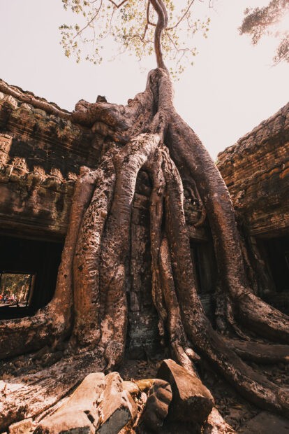 Banyan tree wrapping around temple entrance at Ta Prohm Angkor