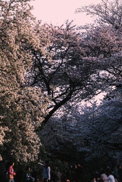 Cherry Blossom Compressed background shot with Fujifilm X-H2 and 55-200mm