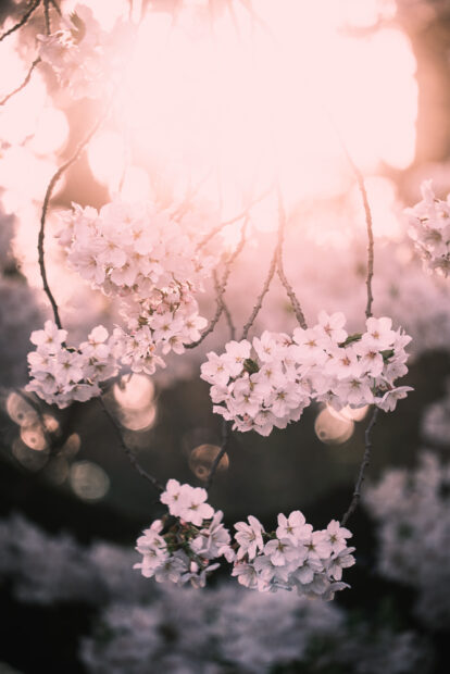 Cherry Blossom Stages