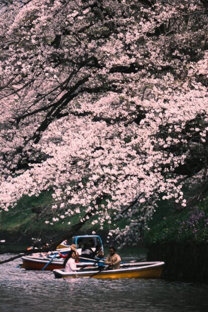 Chidori-Ga-Fuchi Boat Pier Cherry Blossoms Rental