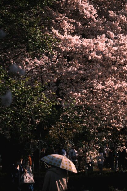 Gyeon National Garden Cherry Blossoms with umbrella